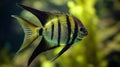 freshwater Angelfish fish swimming in water with blurred coral background