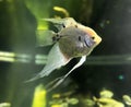 Freshwater angelfish gracefully swimming in under water Royalty Free Stock Photo