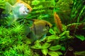 Freshwater angelfishes in different colors swimming