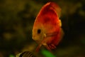 Freshwater aquarium discus fish Royalty Free Stock Photo