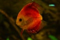 Freshwater aquarium discus fish Royalty Free Stock Photo