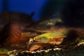 Freshwater aquarium dwarf fish Endler guppy, young male courtship a female, ready to give birth Royalty Free Stock Photo