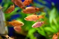 Freshwater aquarium fish - pet shop Royalty Free Stock Photo