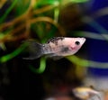 Freshwater aquarium fish - pet shop Royalty Free Stock Photo