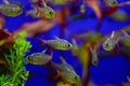 Freshwater aquarium fish - pet shop location Royalty Free Stock Photo