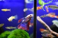 Freshwater aquarium fish - pet shop location Royalty Free Stock Photo