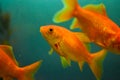 Freshwater aquarium fish in pet shop Royalty Free Stock Photo