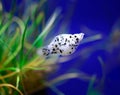 Freshwater aquarium fish - pet shop Royalty Free Stock Photo