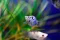 Freshwater aquarium fish - pet shop Royalty Free Stock Photo