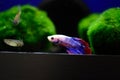 Freshwater aquarium fish - pet shop location Royalty Free Stock Photo