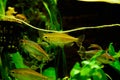 Freshwater aquarium fish, Phenacogrammus interruptus or Congo tetra in planten aquarium Royalty Free Stock Photo