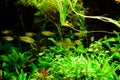 Freshwater aquarium fish, Phenacogrammus interruptus or Congo tetra in planten aquarium Royalty Free Stock Photo