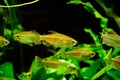 Freshwater aquarium fish, Phenacogrammus interruptus or Congo tetra in planten aquarium Royalty Free Stock Photo