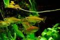 Freshwater aquarium fish, Phenacogrammus interruptus or Congo tetra in planten aquarium Royalty Free Stock Photo