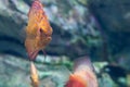 Freshwater aquarium fish symphysodon Discus or Symphysodon