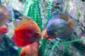 Freshwater aquarium fish symphysodon Discus or Symphysodon