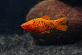 Freshwater aquarium fish. Xiphophorus. Red Swordtail. Bright orange color. Blurred dark background. Black spots