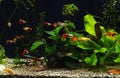 Freshwater aquarium with group of fancy guppies Royalty Free Stock Photo