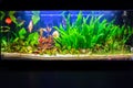 Freshwater aquarium tank Royalty Free Stock Photo