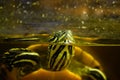 Freshwater aquarium turtle, chrysemis, trachemis ...