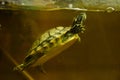 Freshwater aquarium turtle, chrysemis, trachemis ... Royalty Free Stock Photo