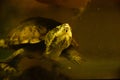 Freshwater aquarium turtle in pet shop Royalty Free Stock Photo