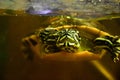 Freshwater aquarium turtle in pet shop Royalty Free Stock Photo