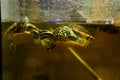 Freshwater aquarium turtle in pet shop Royalty Free Stock Photo