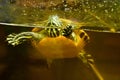 Freshwater aquarium turtle in pet shop Royalty Free Stock Photo