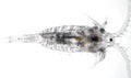 Freshwater aquatic crustacean zooplankton Copepod Diaptomidae