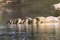 Freshwater aquatic turtle in the Marismas del Odiel Natural Park, Huelva, Spain Royalty Free Stock Photo