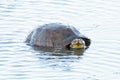 Freshwater aquatic turtle in the Marismas del Odiel Natural Park, Huelva, Spain Royalty Free Stock Photo