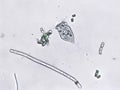 Freshwater aquatic zooplankton and algae under microscope view Royalty Free Stock Photo
