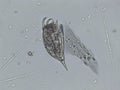 Freshwater aquatic zooplankton and algae under microscope view Royalty Free Stock Photo