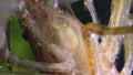 Macro shot of Freshwater Bamboo Shrimp eating process. Atyopsis moluccensis.