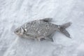 Freshwater bream (Abramis brama). Ice fishing.