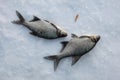 Freshwater bream (Abramis brama). Ice fishing.