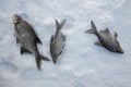 Freshwater bream (Abramis brama). Ice fishing.