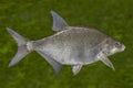 Freshwater bream fish isolated on natural underwater background