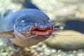 Freshwater catfish Royalty Free Stock Photo