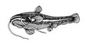 Freshwater catfish, commercial river fish, delicious seafood, engraving, sketch, for logo or emblem