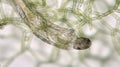 Freshwater Chironomidae larva feeds by Hydrodictyon reticulatum. Aquaculture Royalty Free Stock Photo