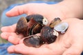 Freshwater clamshells Royalty Free Stock Photo