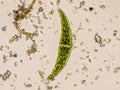 Freshwater Closterium algae (unicellular charophyte green algae) Royalty Free Stock Photo