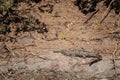 Freshwater Cocodile resting on bank at Geikie Gorge Royalty Free Stock Photo