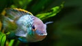 Freshwater colorful adult male cichlid Nannacara anomala neon blue facing the camera