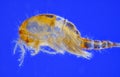 Freshwater copepod (Cyclops) Royalty Free Stock Photo