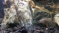Freshwater cory fish in home aquarium. Corydora and pelvicachromatis close-up in fish tank.