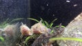 Freshwater cory fish in home aquarium. Corydora close-up in fish tank.