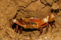 Freshwater crab Royalty Free Stock Photo